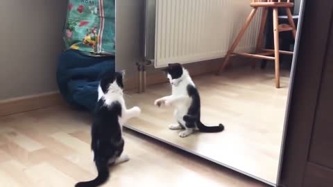 Funny Cat And mirror 30 seconds Video