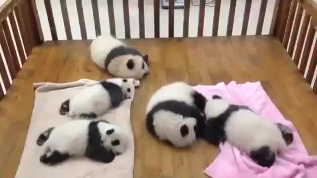 Baby PandasSleeping