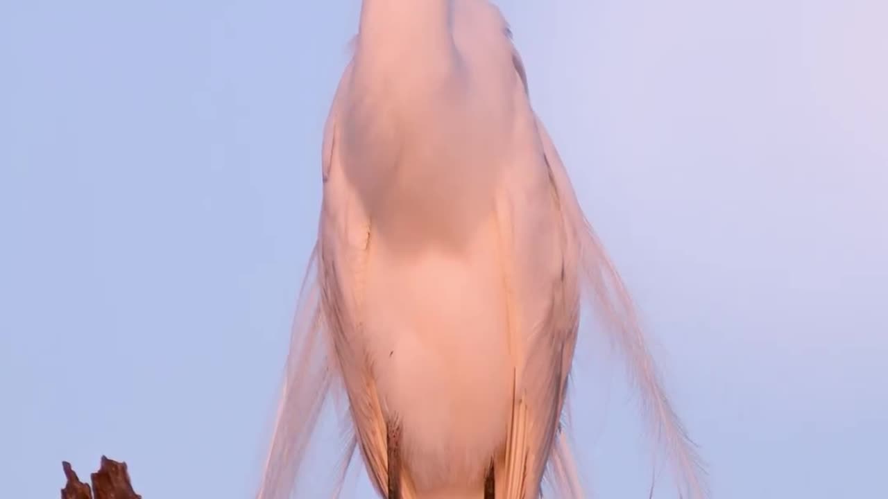 We should learn a lot by watching this bird