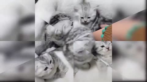 OMG Cute baby kittens sleeping & dreaming