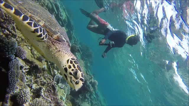 Maldives Short Snorkeling video Part 13