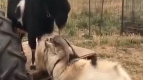 Super funny animals cute dogs 💞