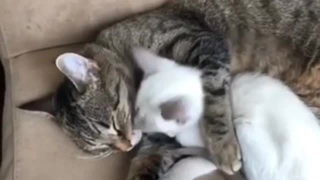 Cat gift