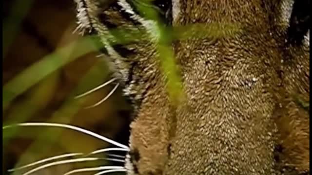 Are these two tigers drinking water? I thought they were waiting for prey