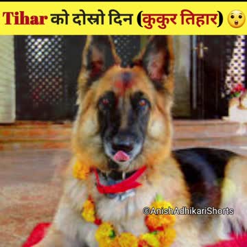 कुकुर तिहार ( Kukur Tihar) के हो र किन मनाइन्छ? 🤔 Tihar Series Part-2 #tihar #diwali
