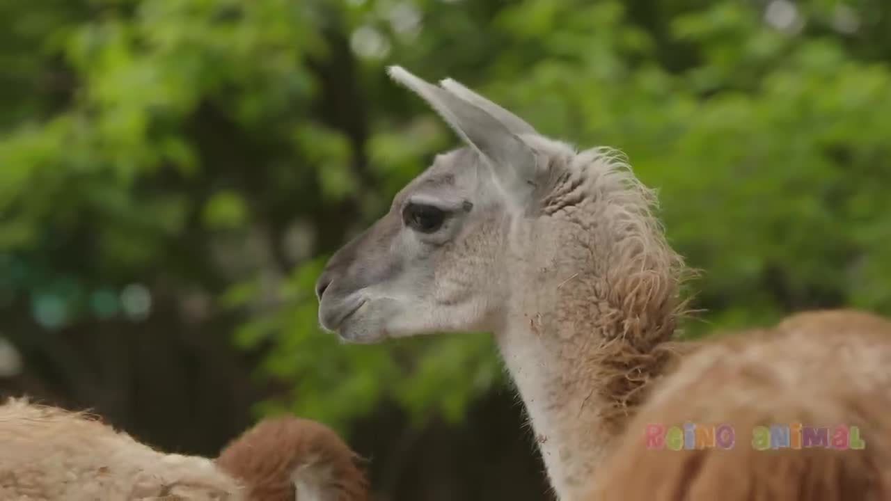 Sons dos animais, Vaca, Cavalo, Galinha, Animais de estimação...