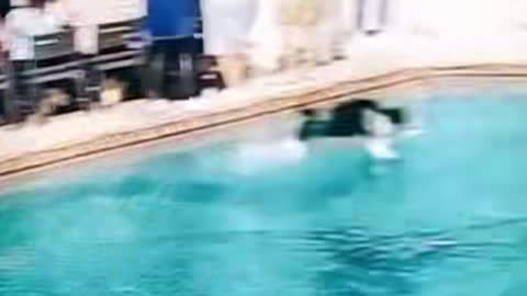 Real dog running on water