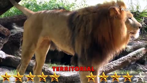 Lion vs Tiger