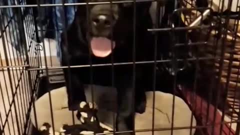 Music black dog stuck inside of black cage get me out of here sarah mclaughlin snapchat