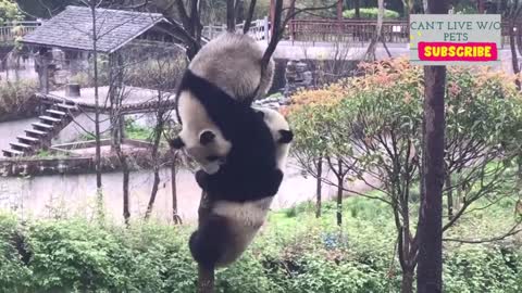 Cute Panda Bear Video Compilation - - ULTIMATE FUNNY and CUTE