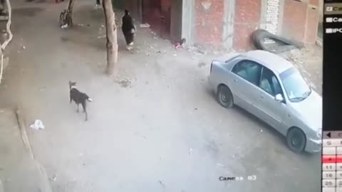 The Cat Protects Little Boy from Dog Attacking Him