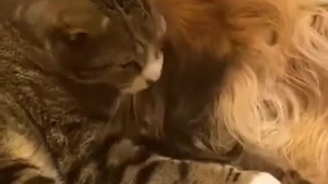 So Cute! Cat And Dog Cuddle With Each Other