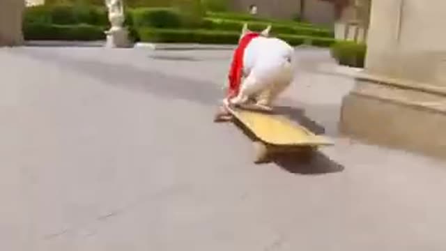 Skatedog 07