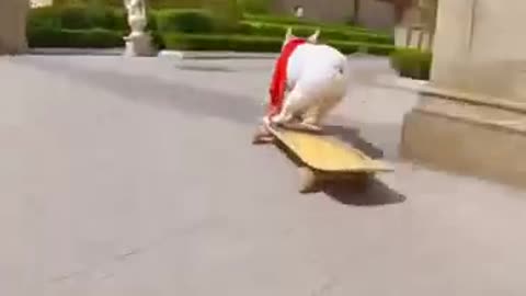 Skatedog 07