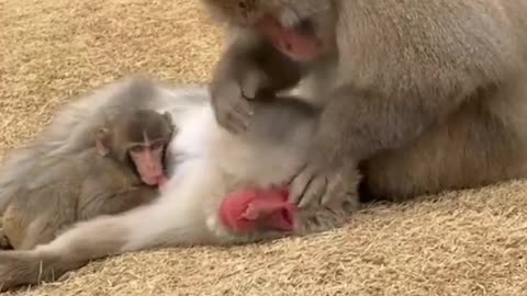 Cute monkey lovers l animals lover l monkey l animals