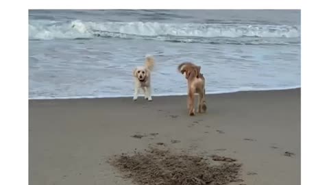 "Here! And don't drop it again. I'm digging you see" 🐶