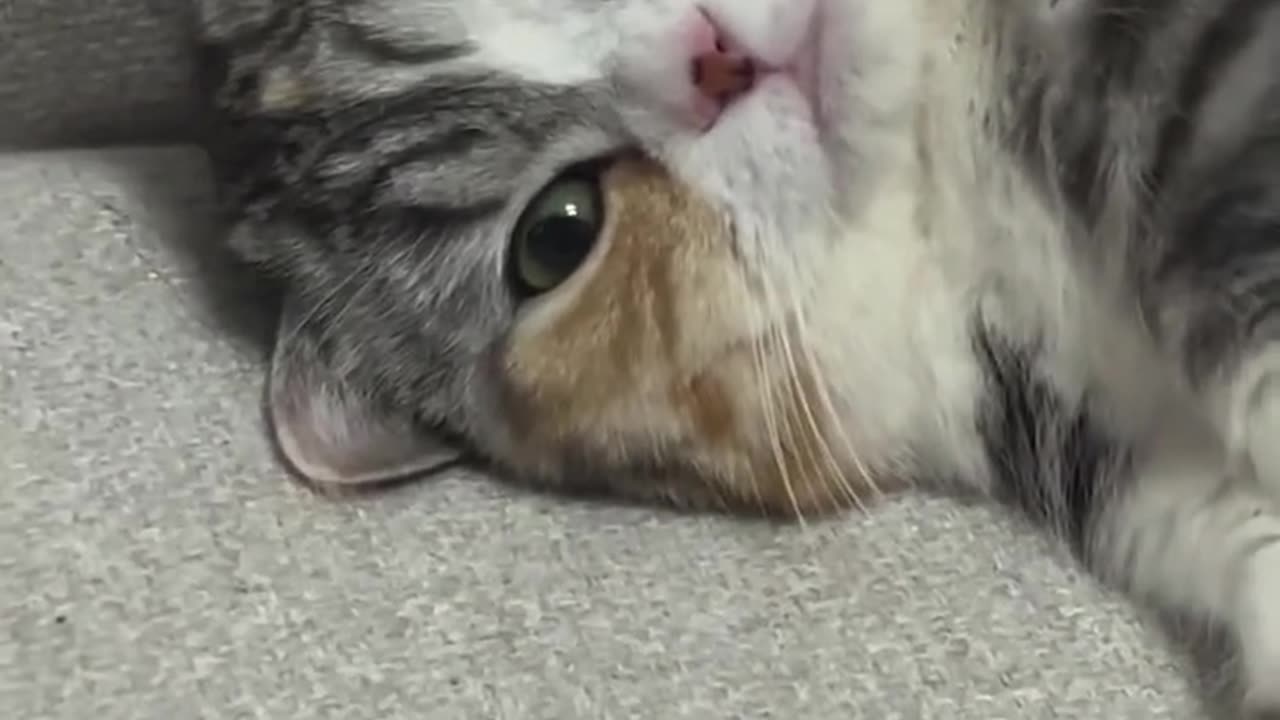 Amazing cat 🐈 trending video