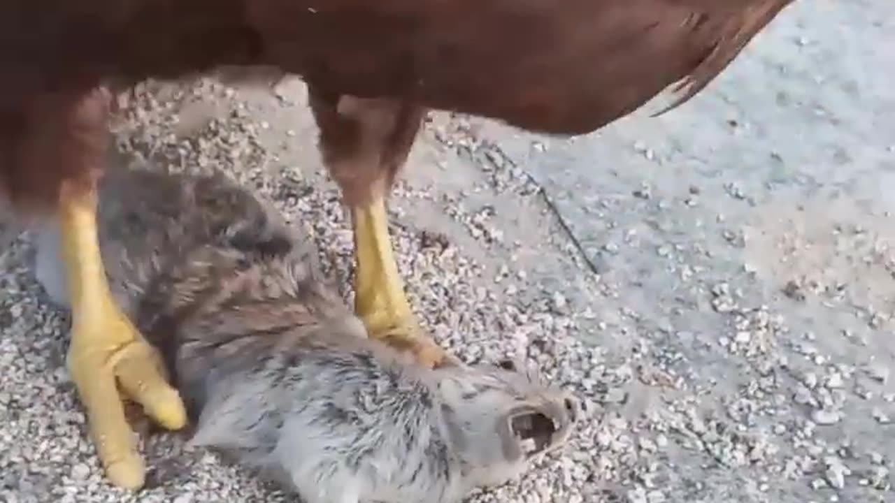 The eagle eat mouse