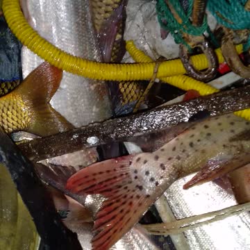 The pursuit of poachers