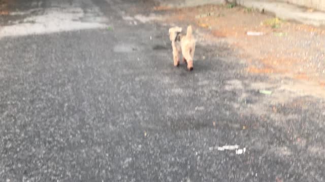 Oscar the Welsh Terrier Taking a Stroll Amongst the Myanmar People