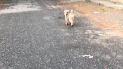 Oscar the Welsh Terrier Taking a Stroll Amongst the Myanmar People