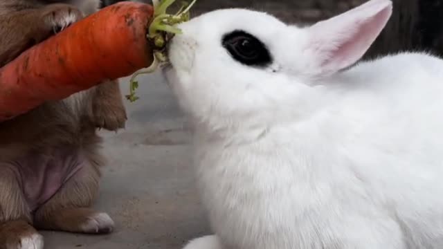 Rabbit eats radish