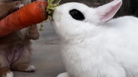 Rabbit eats radish