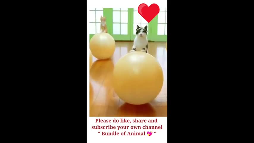 Workout of cute cats