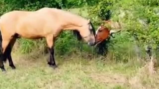 Benpaode pony