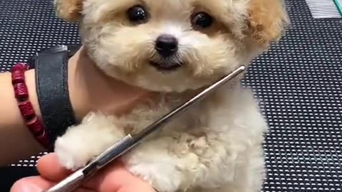 Dog hair cutting