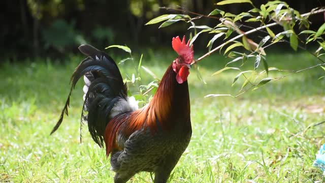 THE SAD ROOSTER