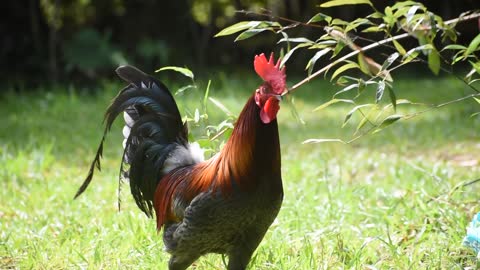 THE SAD ROOSTER