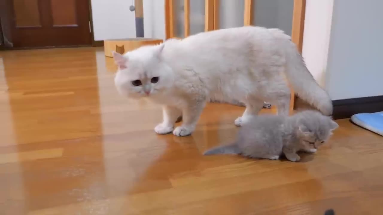 The kitten approaching the daddy #cat #cute #kitten #pets #meow #videos #shorts #dog.