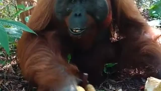 Orangutan Jantan Dewasa Makan Buah Nangka, #shorts