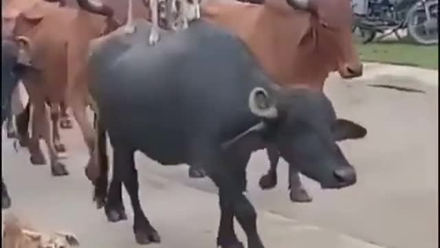 funny-status-video-0122