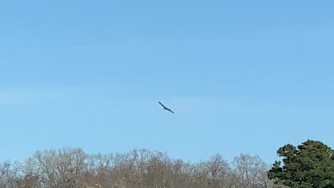 Osprey diving for fish