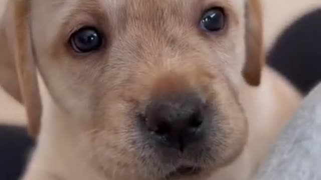 cute little dog barks so sweetly
