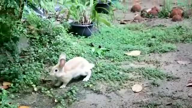 Cute Rabbit Dance😍😍😍