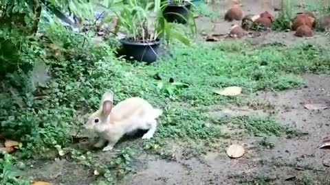 Cute Rabbit Dance😍😍😍