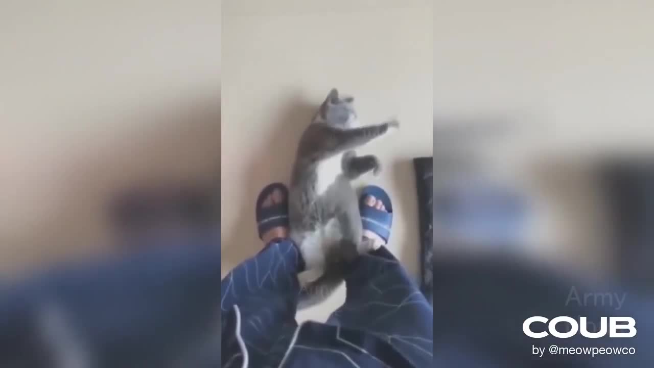 Bruce Lee meets Cat Lee Hilarious