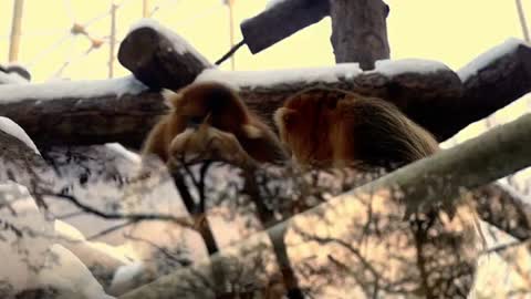 funny monkeys ☾