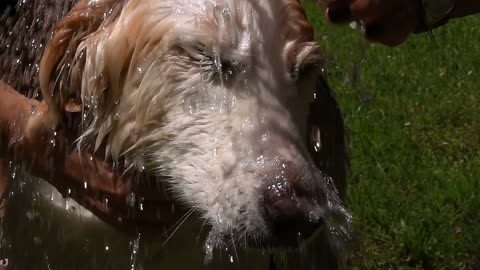 Sweet dog wash is lovely