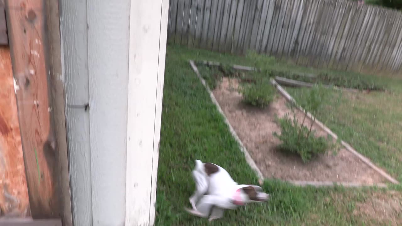 Princess Zooming around the yard