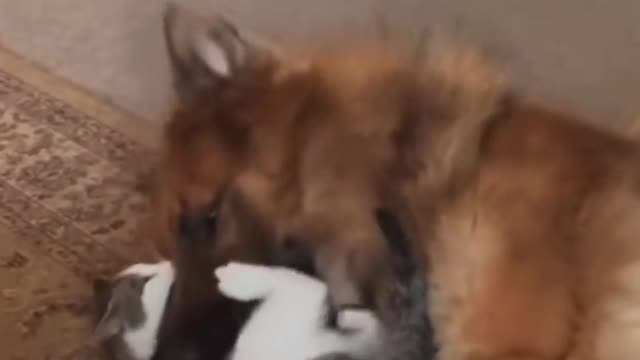 Funny animals