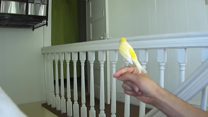 Canary singing on my hand