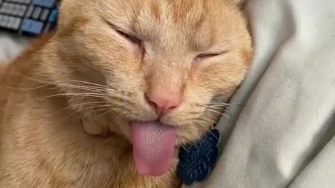 Tongued cat