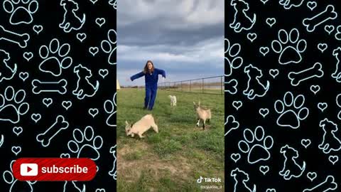 The funniest Kulikitaka challenge compilations 2020|Animals version|Funny Dogs|TikTok Pets Trends