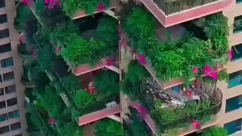 Suhana building video cat🐈 video