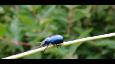 blue bug