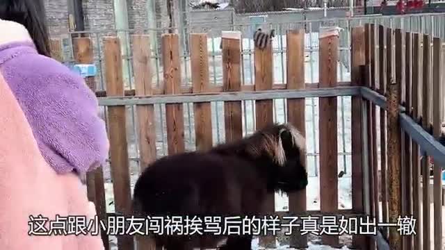 short horse